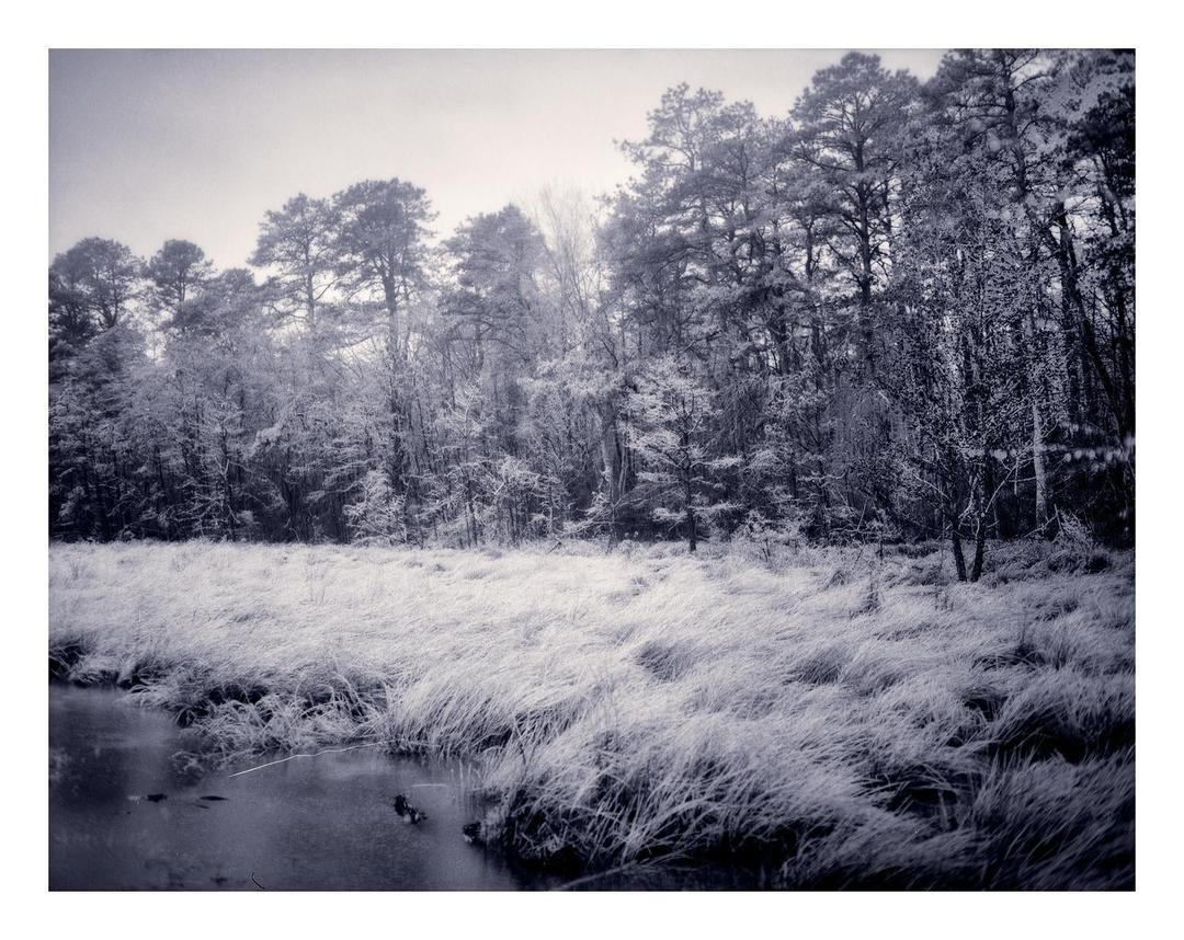 Icy Bogs [Arista Ortho Litho 3.0], shot on ARISTA ORTHO LITHO 3.0