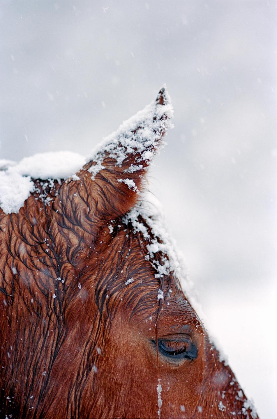 A horse's head and ear are covered in snow.