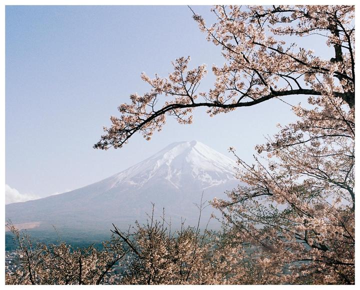 Mount Fuji is visible behind cherry blossom branches.