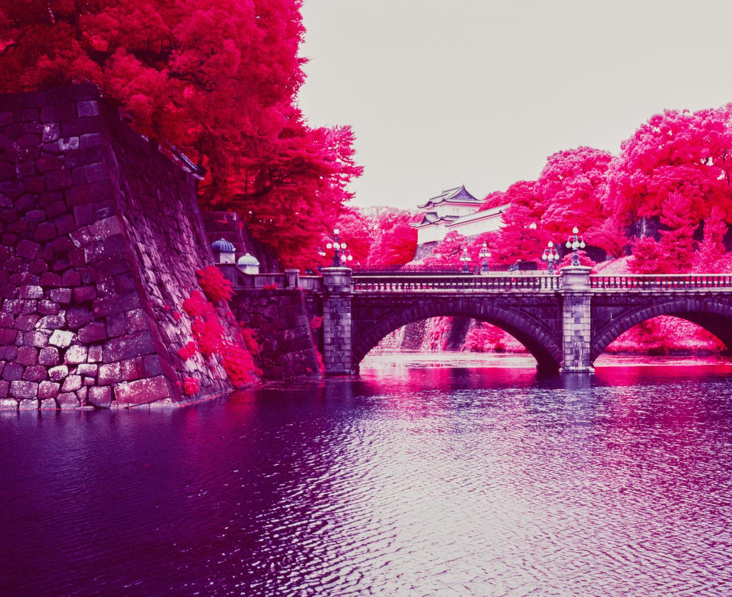 A stone bridge with arches crosses a body of water, with vibrant magenta trees and a traditional building in the background.
