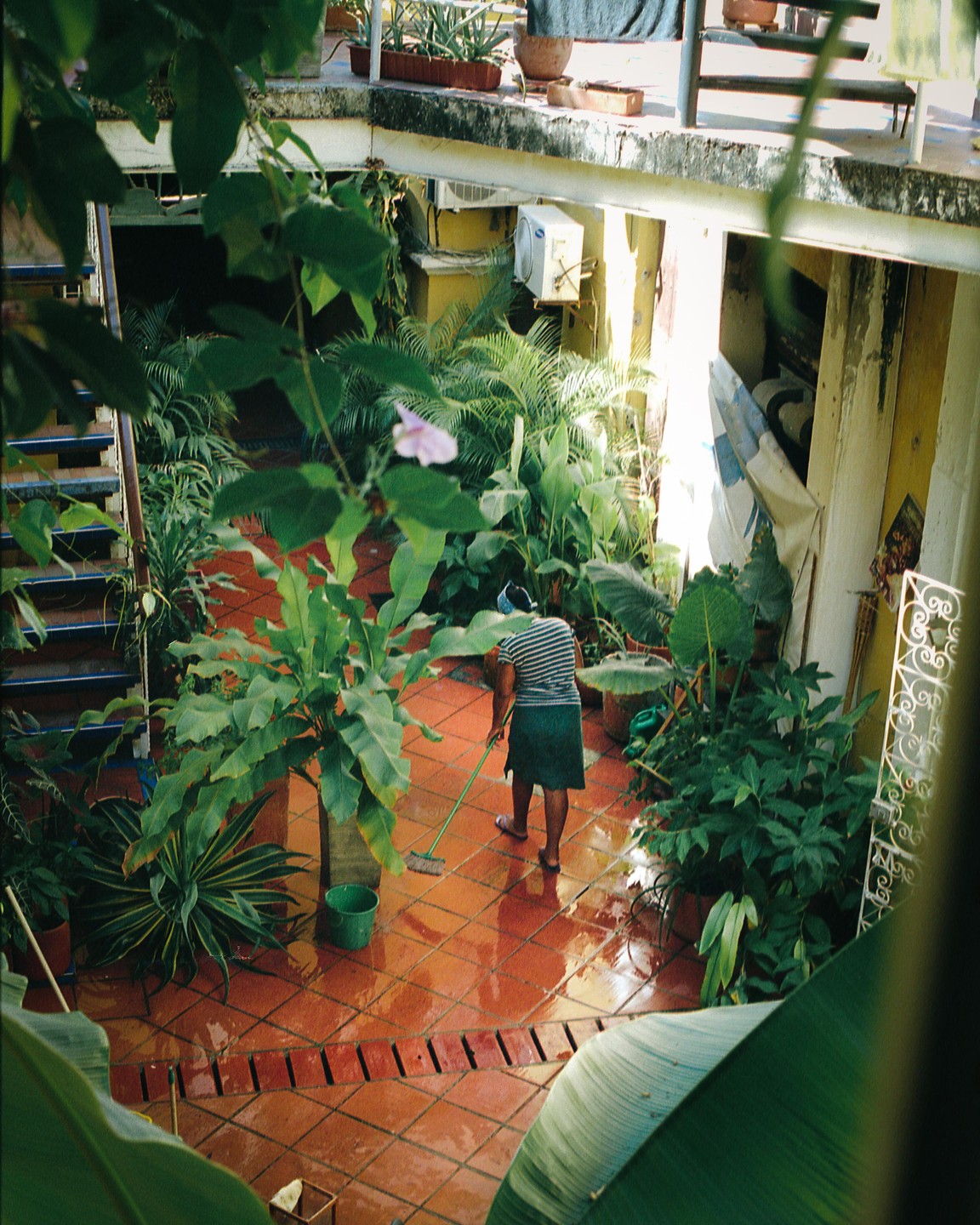 A woman sweeps a wet, tiled courtyard filled with lush green plants.