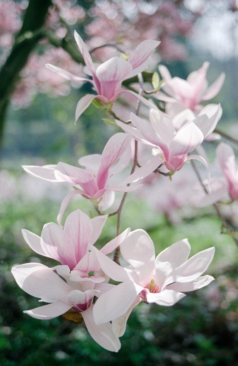 A branch of magnolia blossoms with pink and white petals is shown in soft focus.