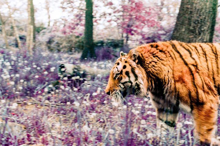 A tiger walks through a field of purple and white flowers with trees in the background.