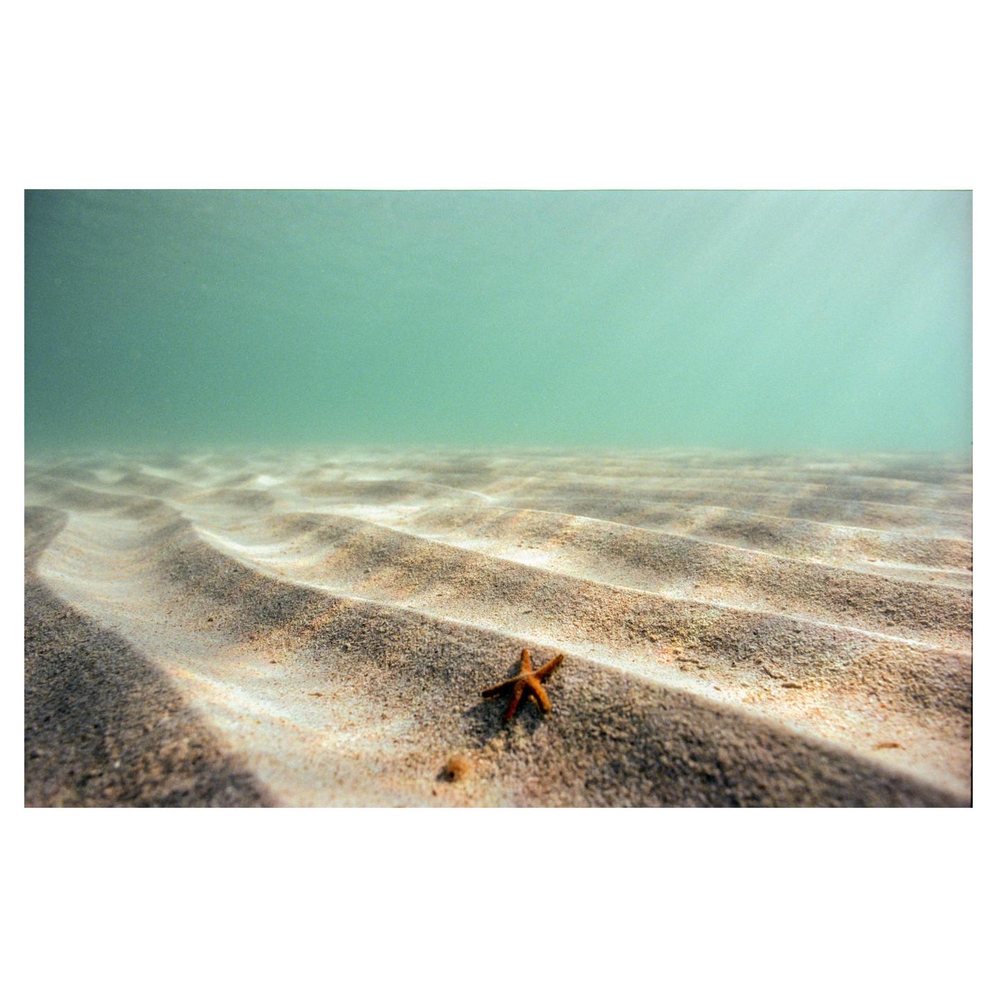 A starfish rests on the rippled sand of the ocean floor under clear water.