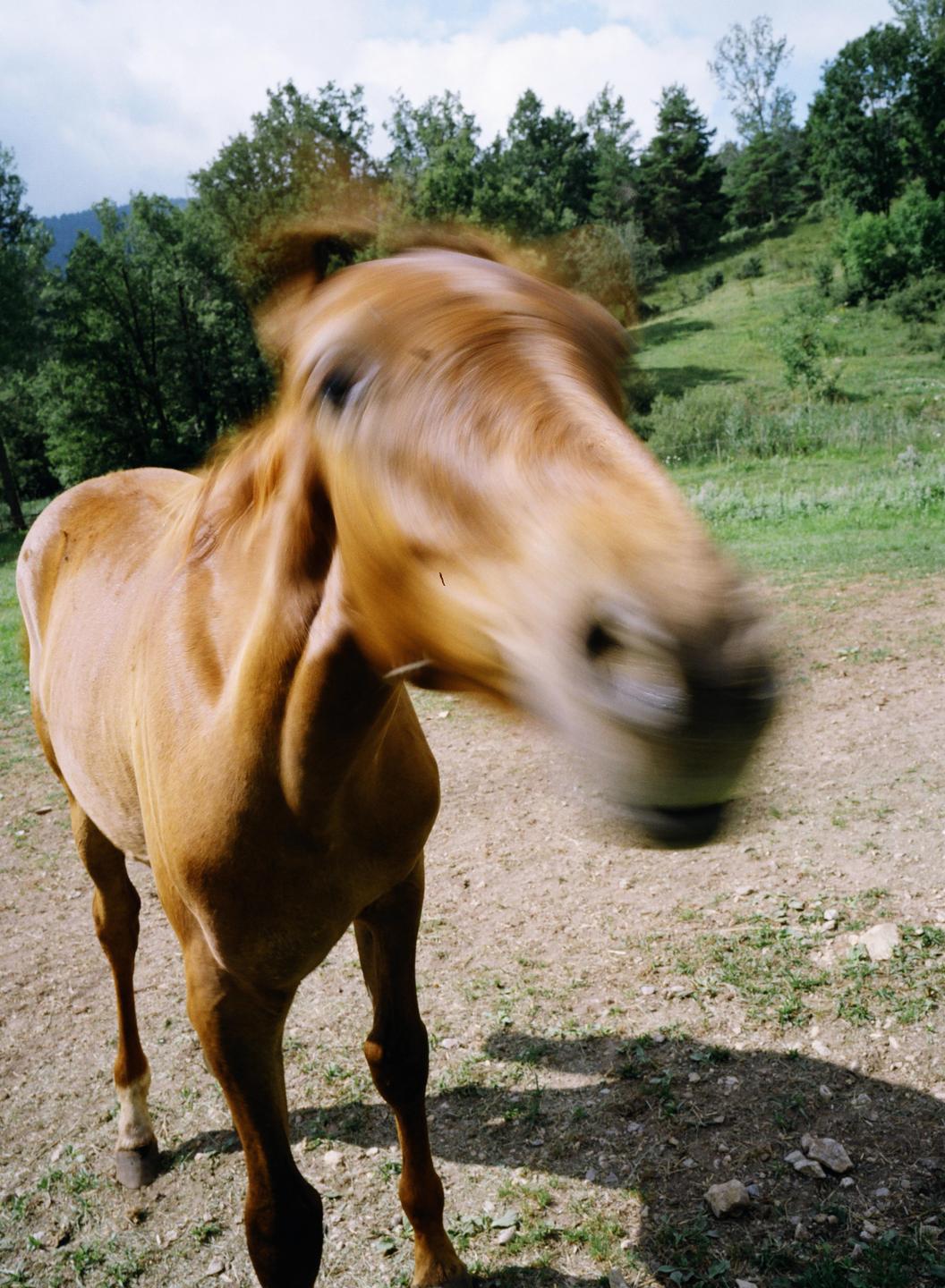 A brown horse with a blurred head stands in a grassy field with trees in the background.