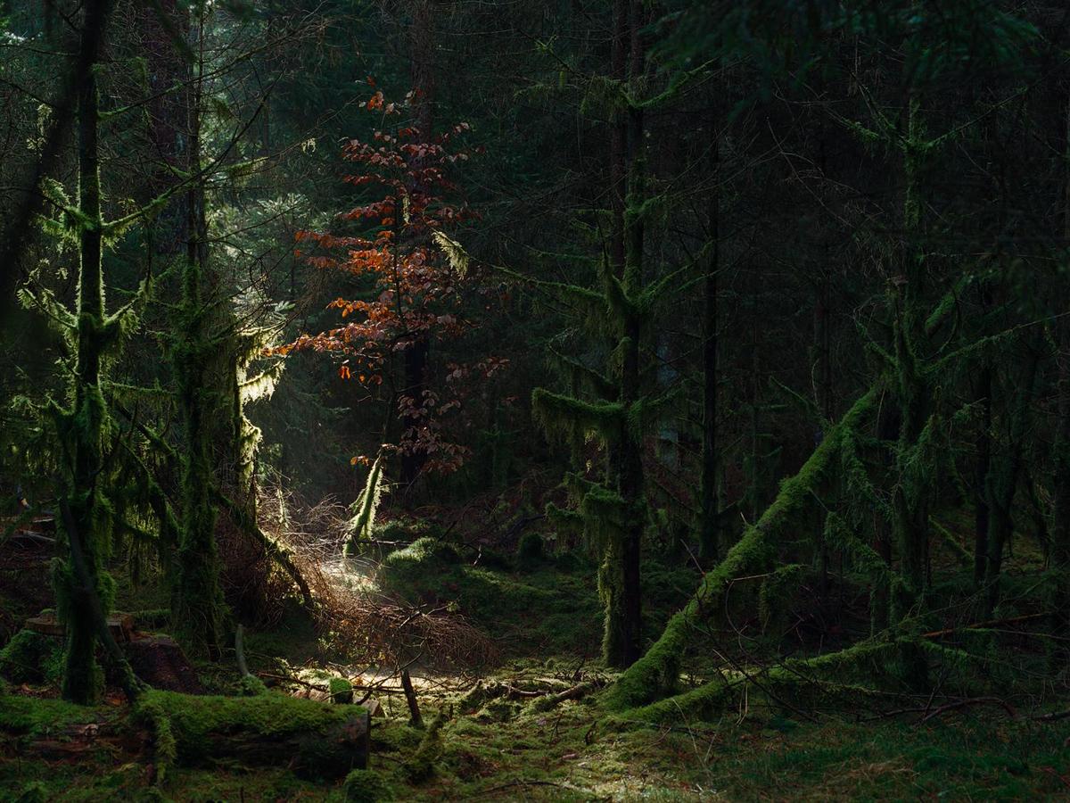 Sunlight illuminates moss-covered trees and a small tree with autumn foliage in a dark forest.