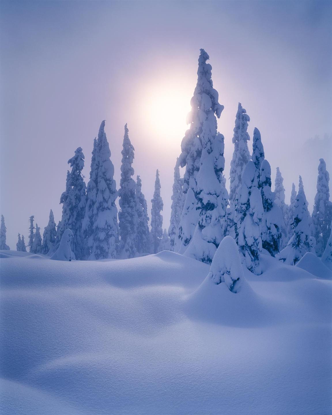 A bright sun shines through a forest of snow-covered pine trees.