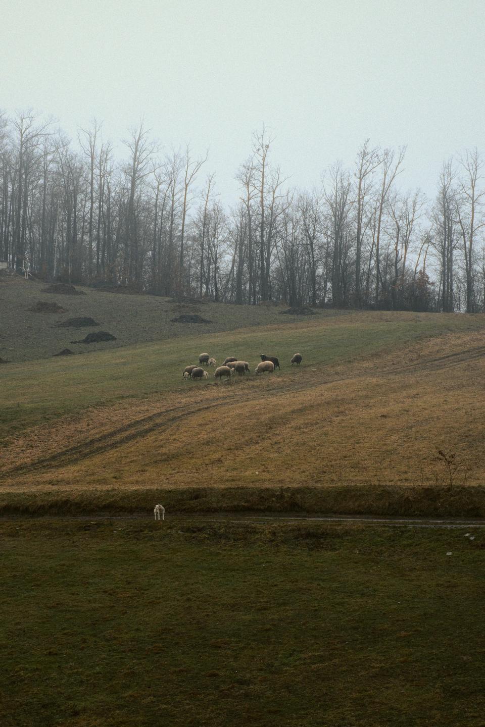 A flock of sheep grazes on a grassy hillside with bare trees in the background.