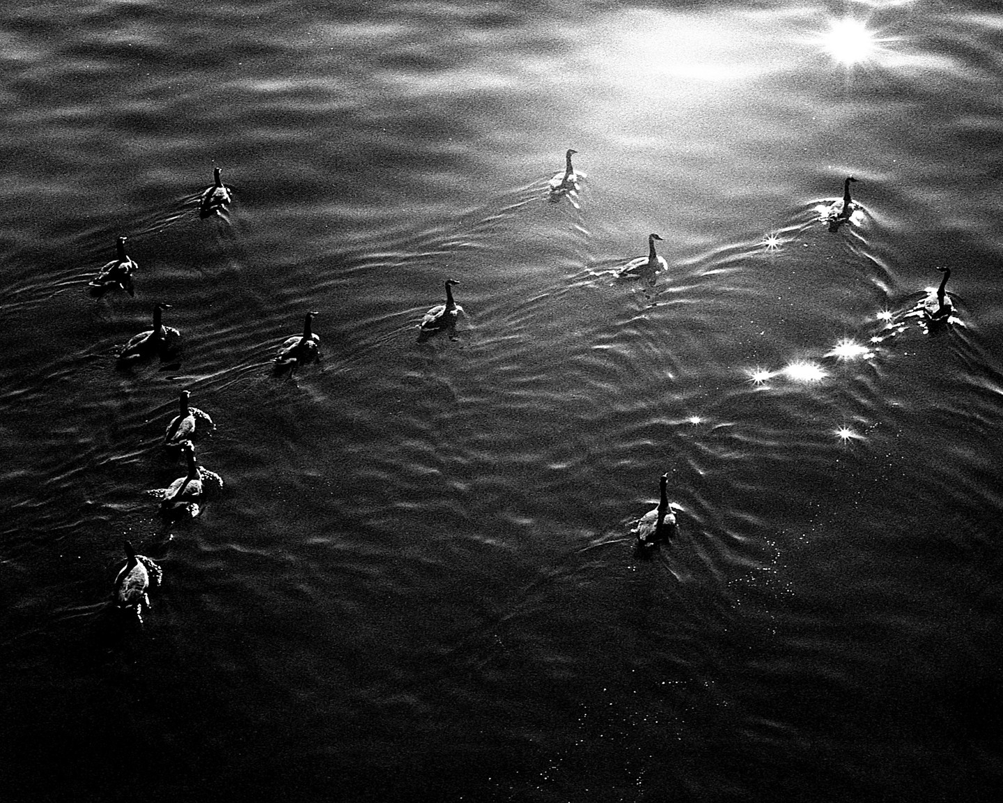 A flock of geese swims on water with sunlight reflecting off the surface.