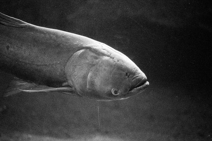 A fish with a large head and small eye swims in dark water.