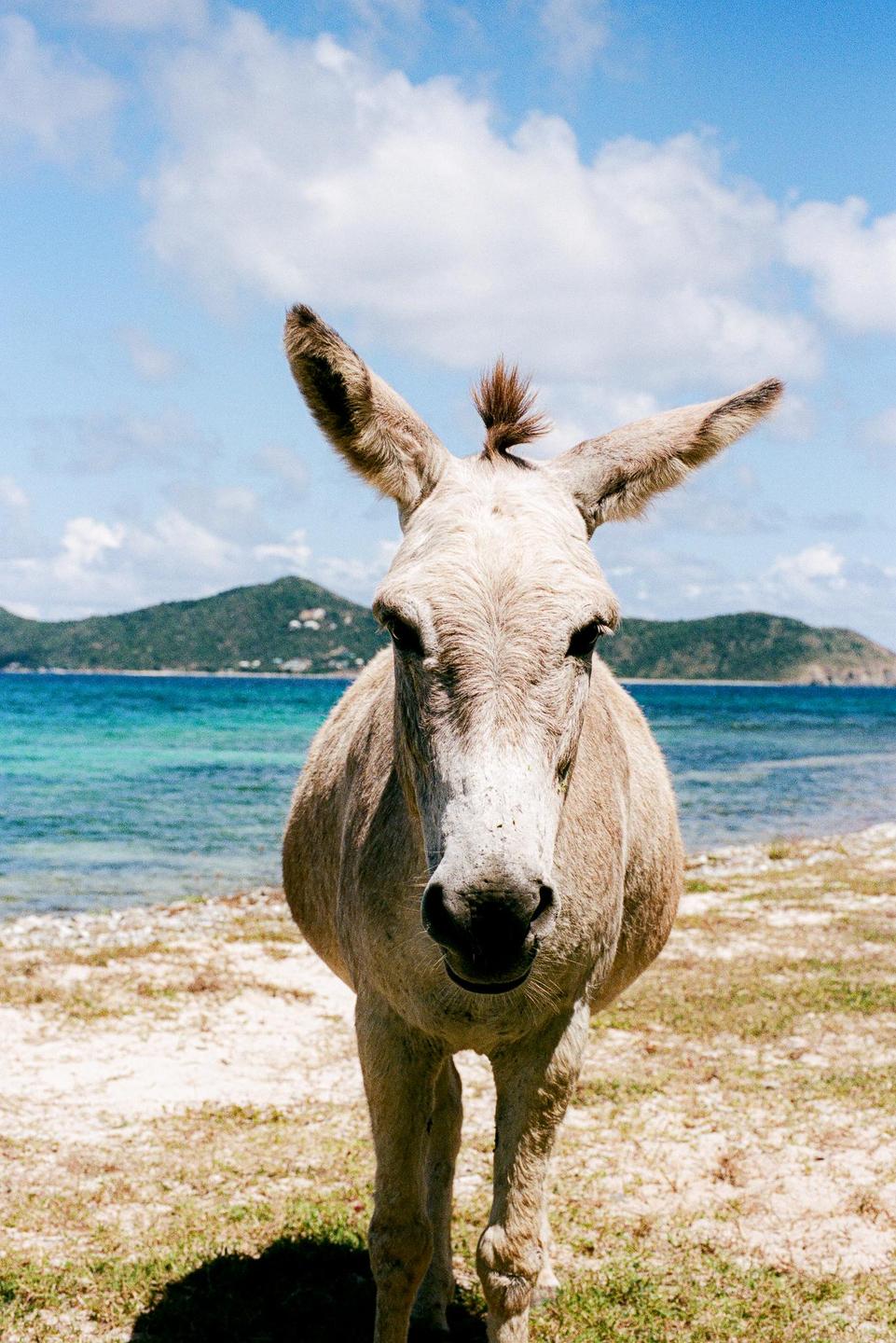 A donkey stands on a sandy beach with turquoise water and green hills in the background.