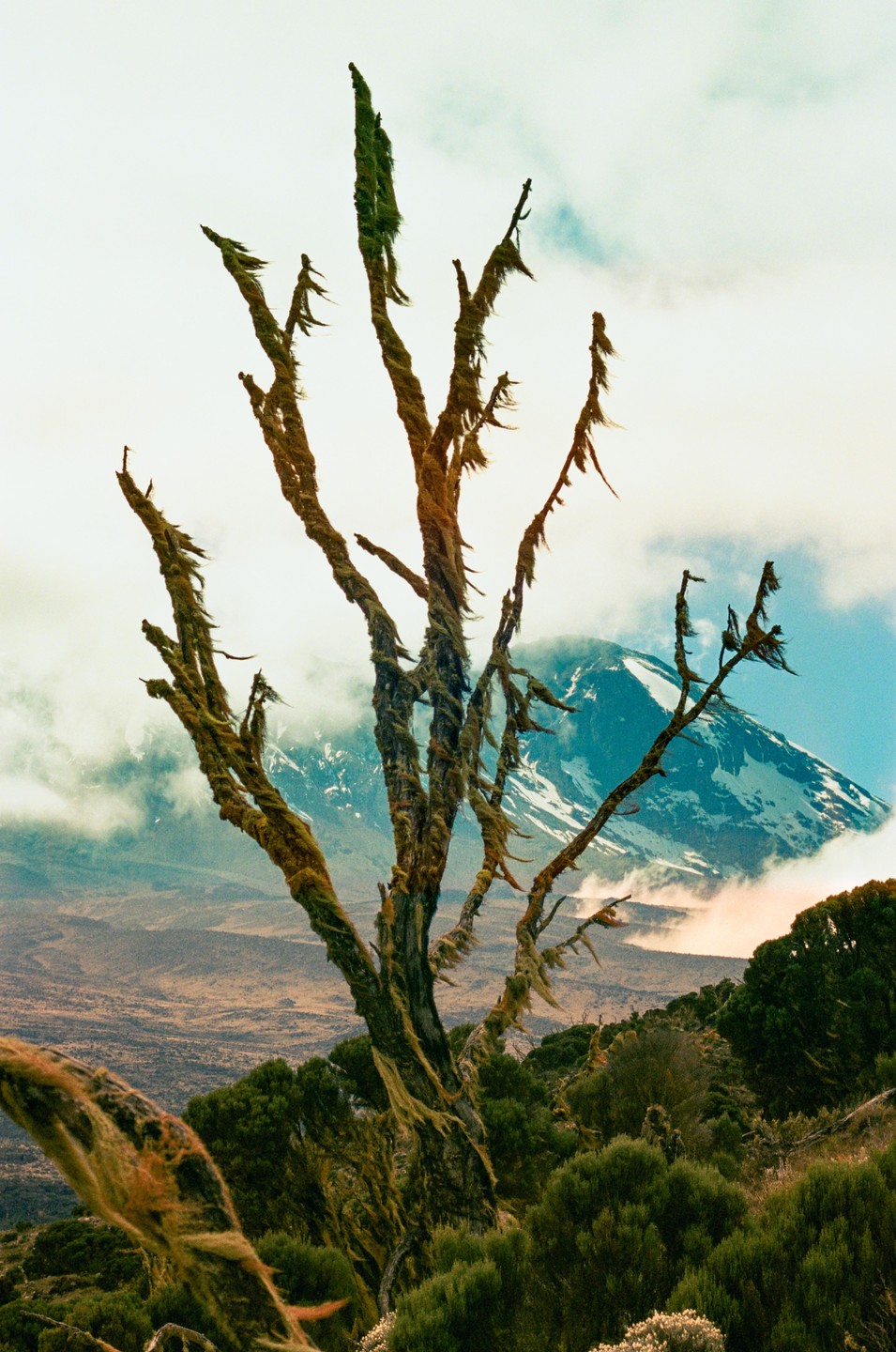 A moss-covered tree stands in the foreground with a snow-capped mountain peak visible through the clouds in the background.