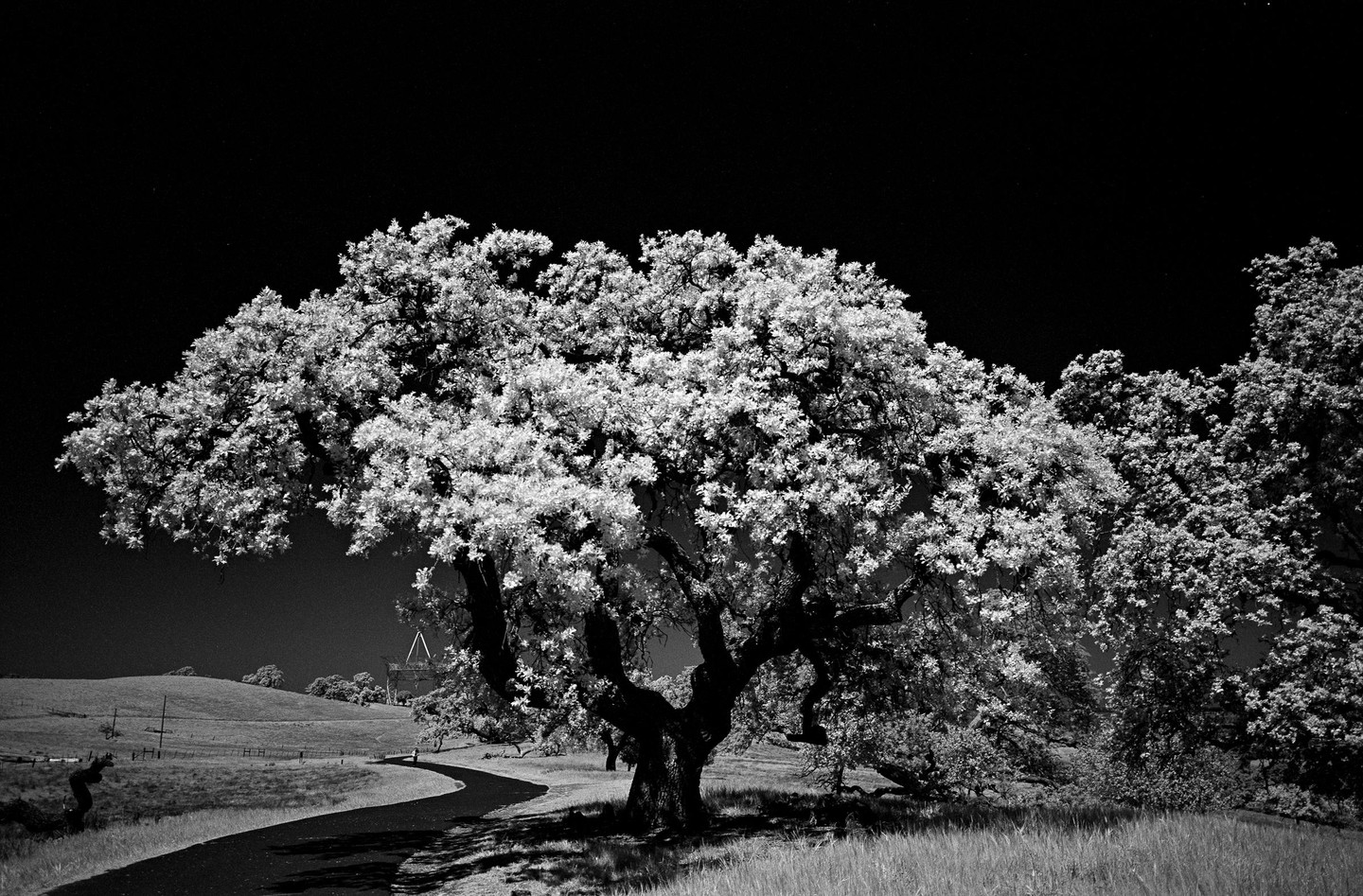 A large tree with bright foliage stands beside a winding road in a hilly landscape.