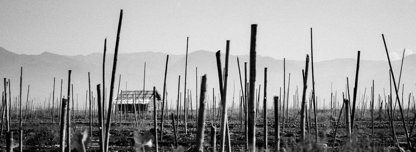 A small hut stands amidst numerous vertical wooden poles in a field, with mountains in the background.