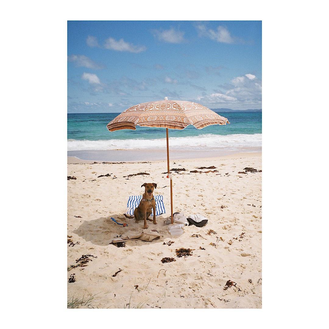 A dog sits on a striped towel under a patterned beach umbrella on a sandy beach with the ocean in the background.