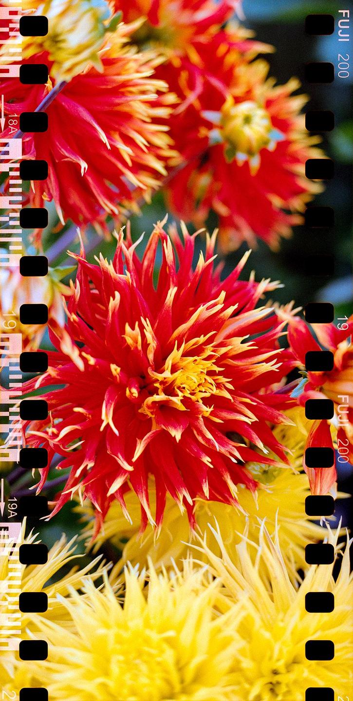 A close-up shot shows several red and yellow dahlia flowers with film borders on the left and right sides.