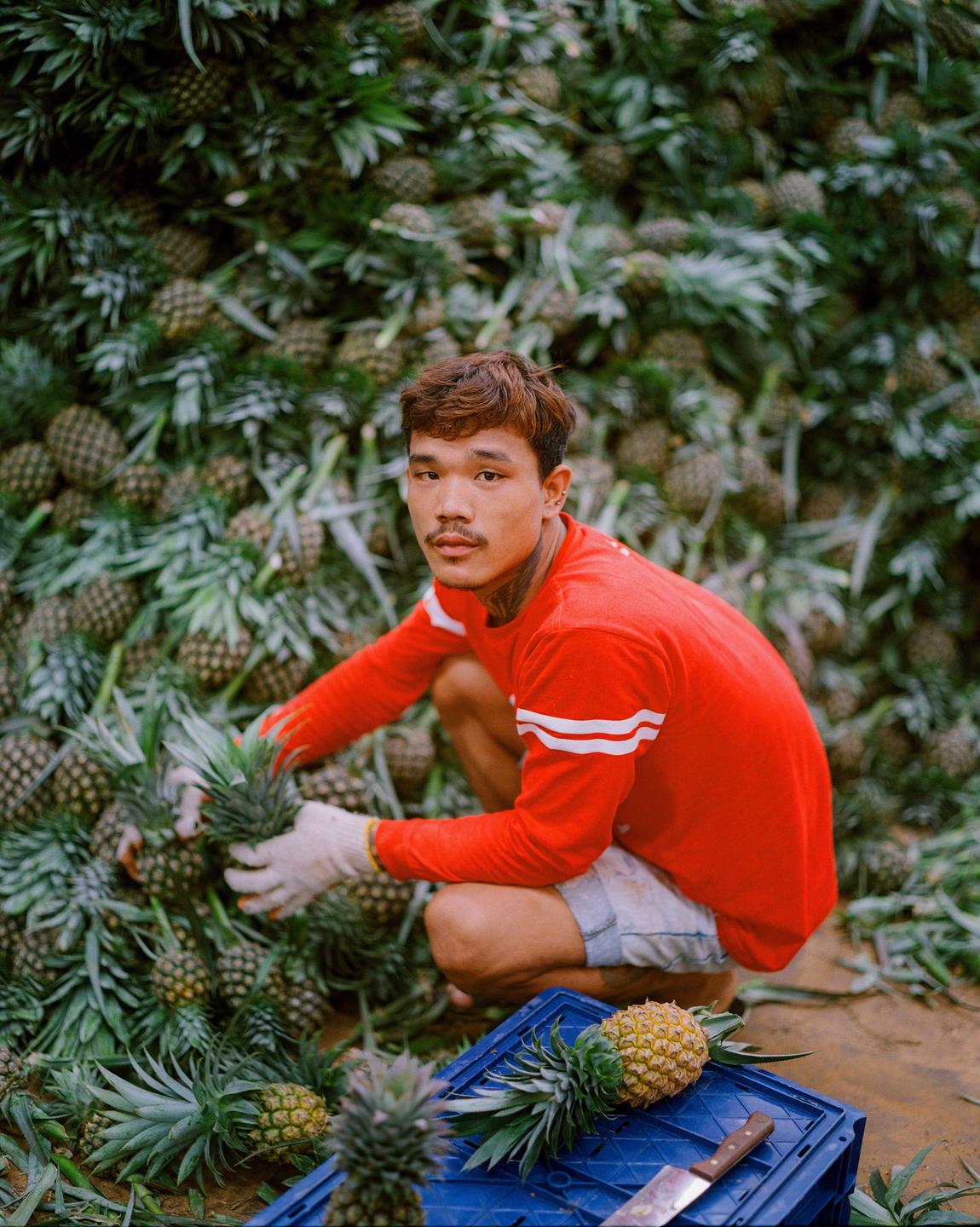A man wearing a red shirt and white gloves crouches among a large pile of pineapples.