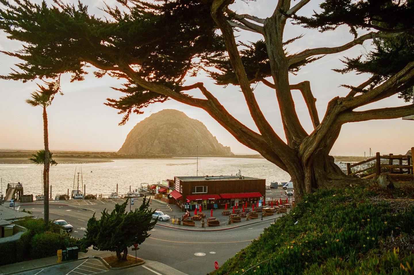 A large tree frames a view of a bay with a building, boats, and a large rock formation in the distance.