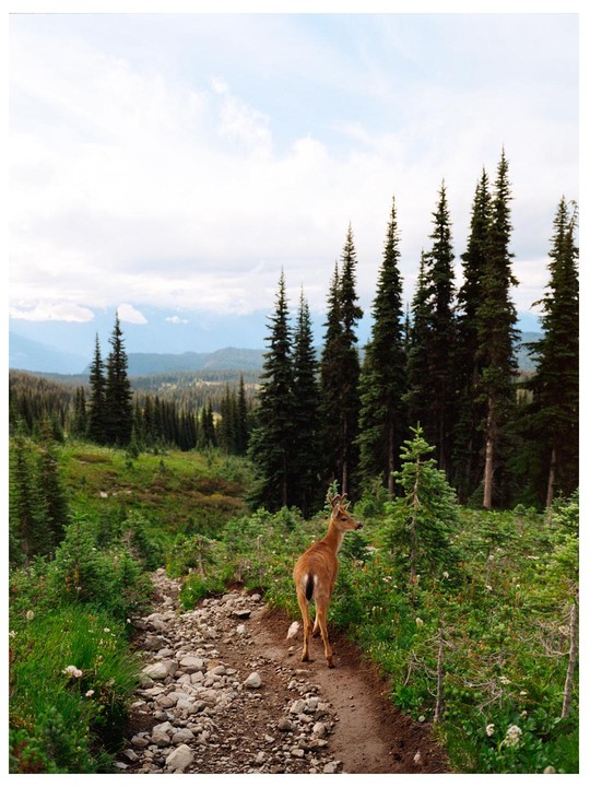 A deer stands on a rocky path in a forest with tall evergreen trees and mountains in the distance.