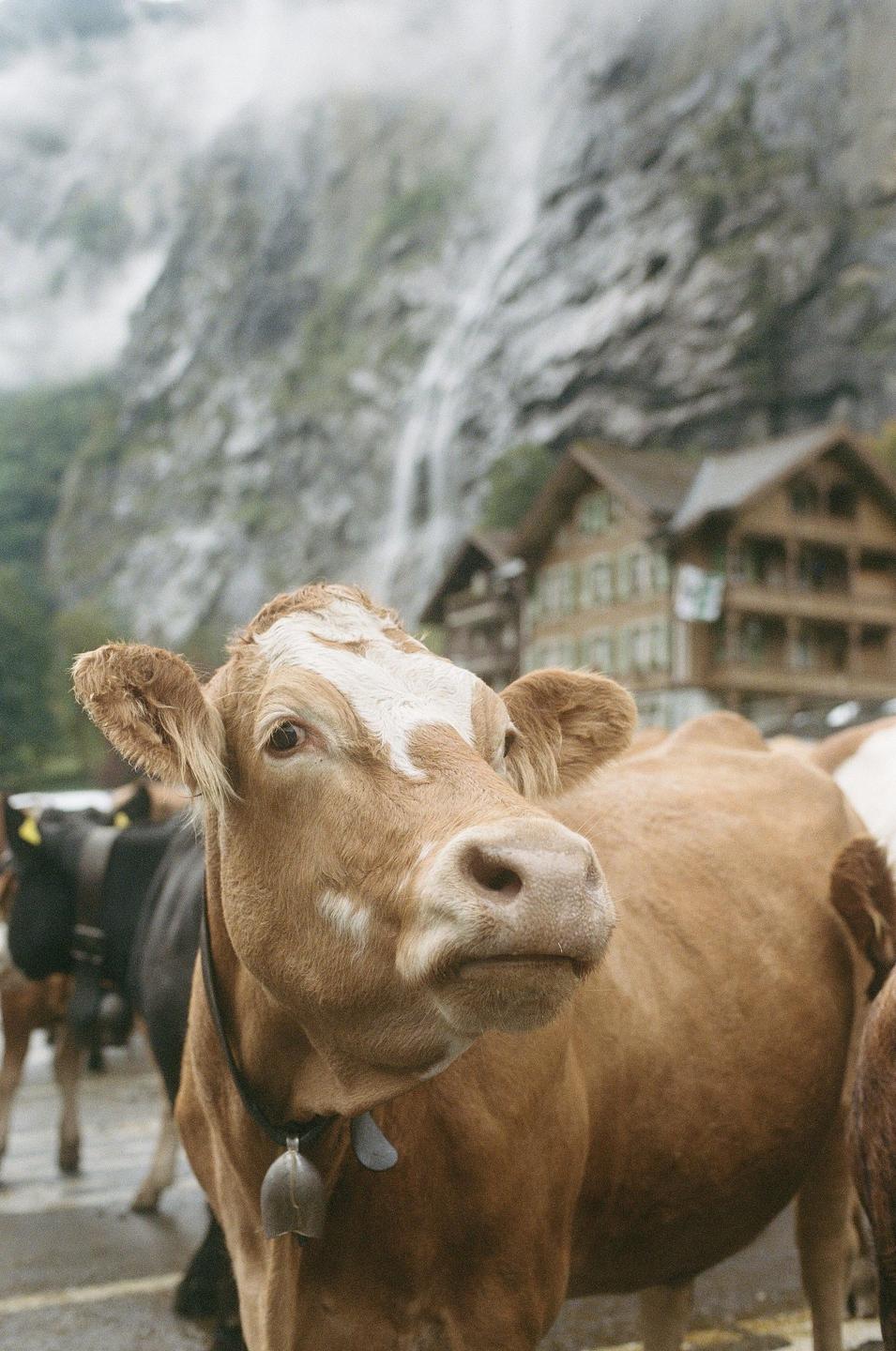 A brown cow with a bell around its neck stands in front of a waterfall and buildings.
