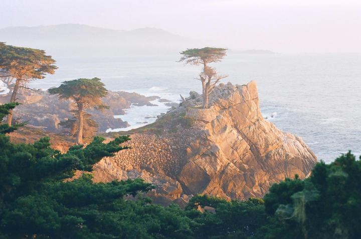 A lone cypress tree stands on a rocky outcrop overlooking the ocean with other trees and mountains in the distance.