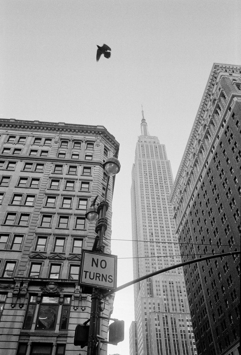 A bird flies above a street light and a "no turns" sign, with the Empire State Building and other buildings in the background.