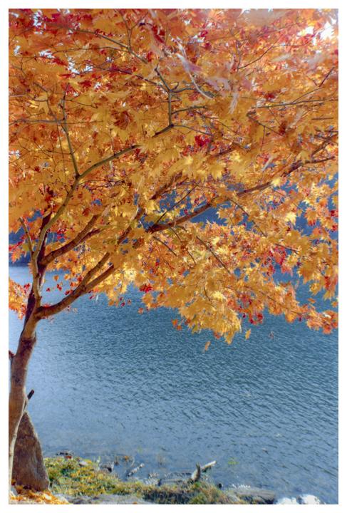 A tree with autumn foliage hangs over a body of water.