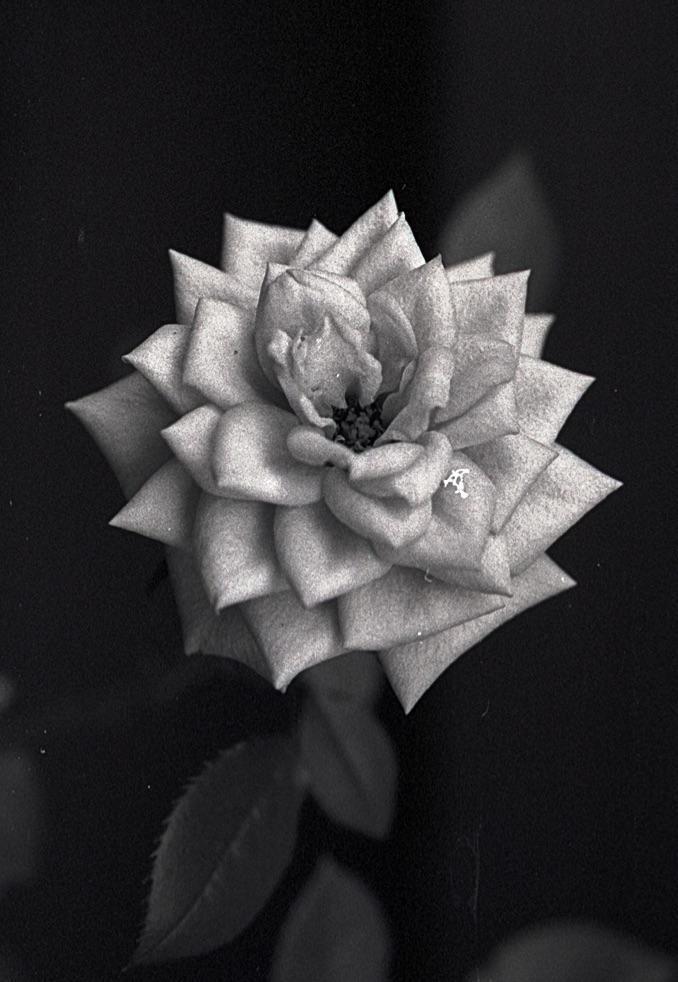 A single rose is centered in a black and white close-up shot.