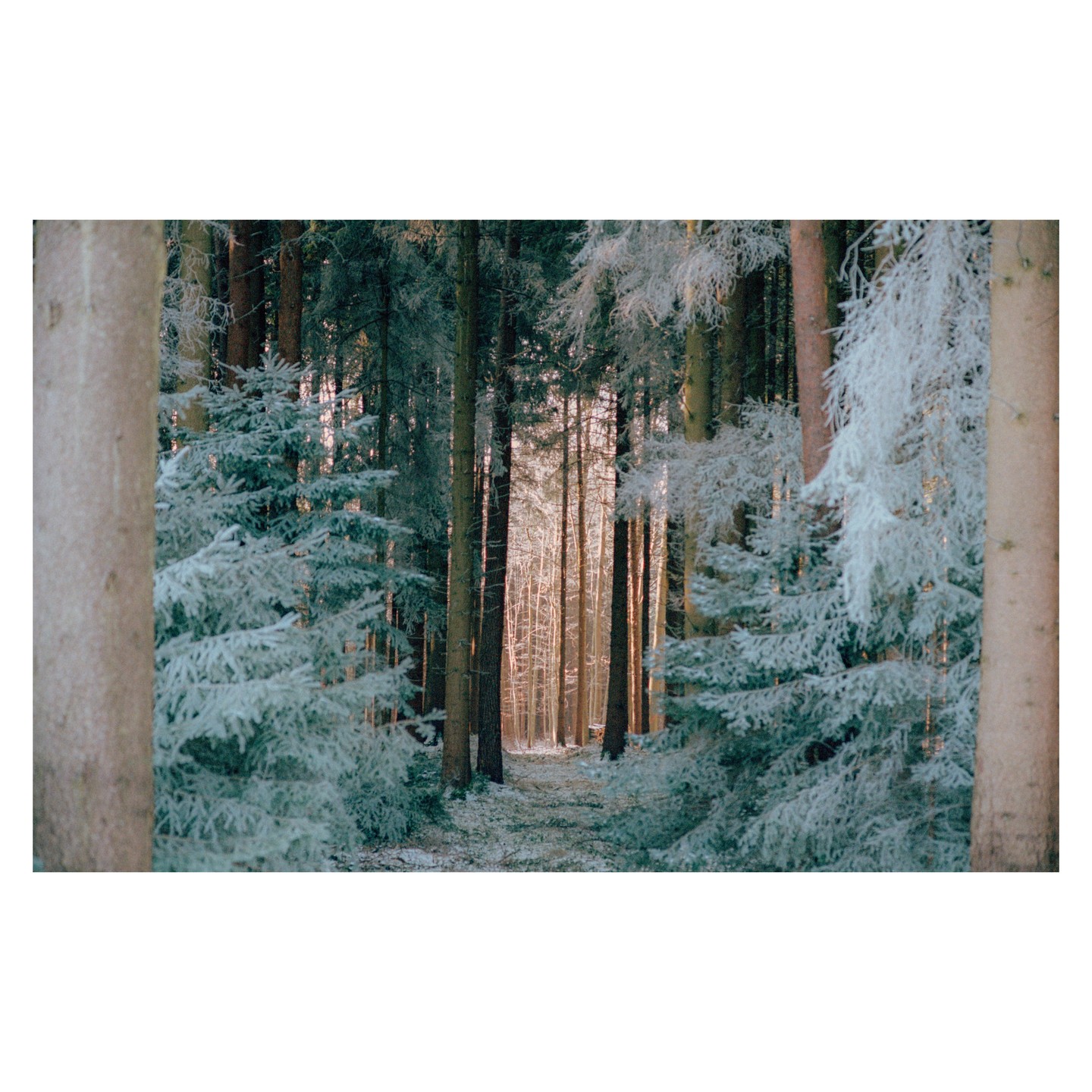 A path leads through a snow-covered forest with tall trees and frosted evergreens.