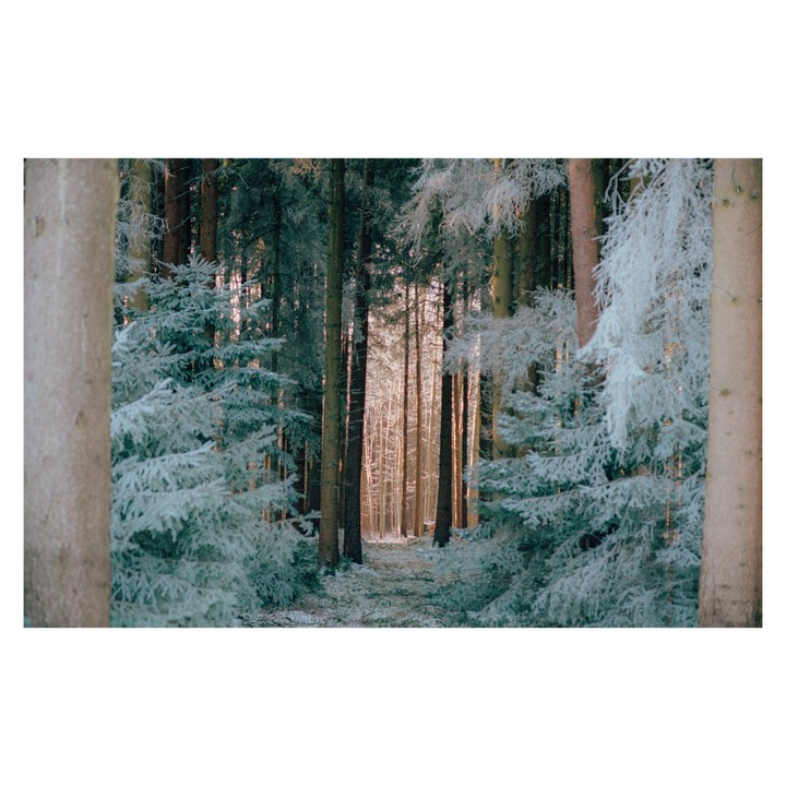 A path leads through a snow-covered forest with tall trees and frosted evergreens.