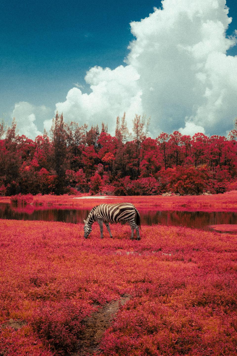 A zebra grazes in a field of red foliage next to a body of water with a forest and cloudy sky in the background.