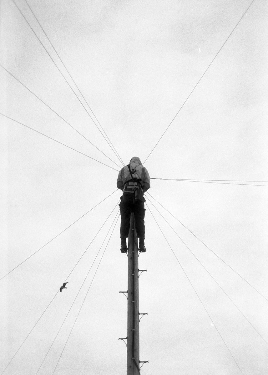 A person stands atop a utility pole with many wires extending from it, and a bird flies in the distance.
