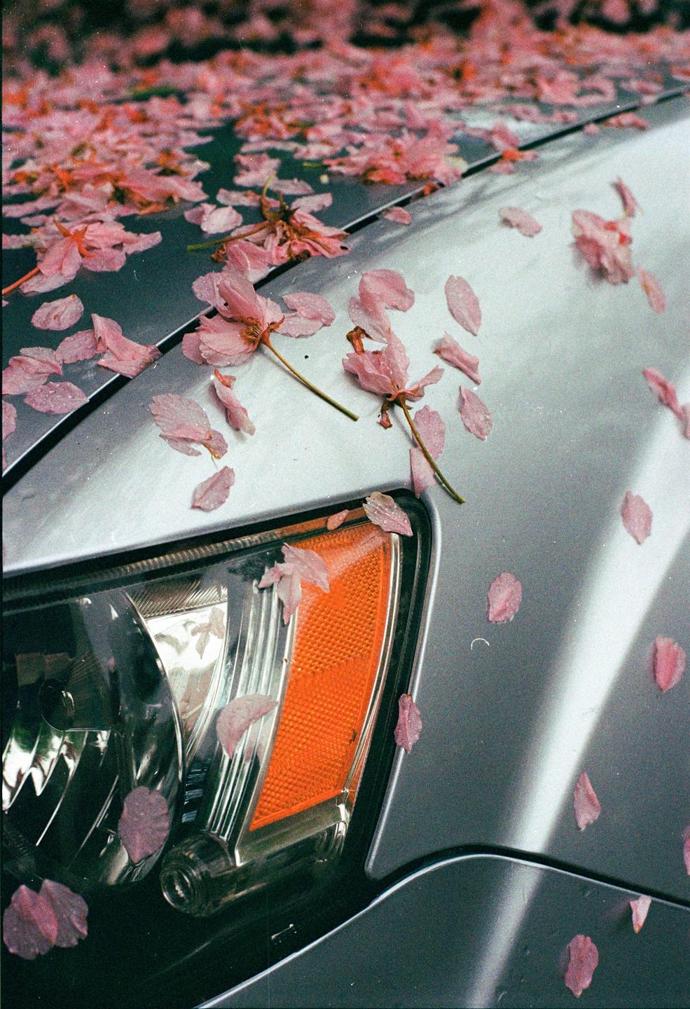 Pink petals cover the hood and headlight of a silver car.