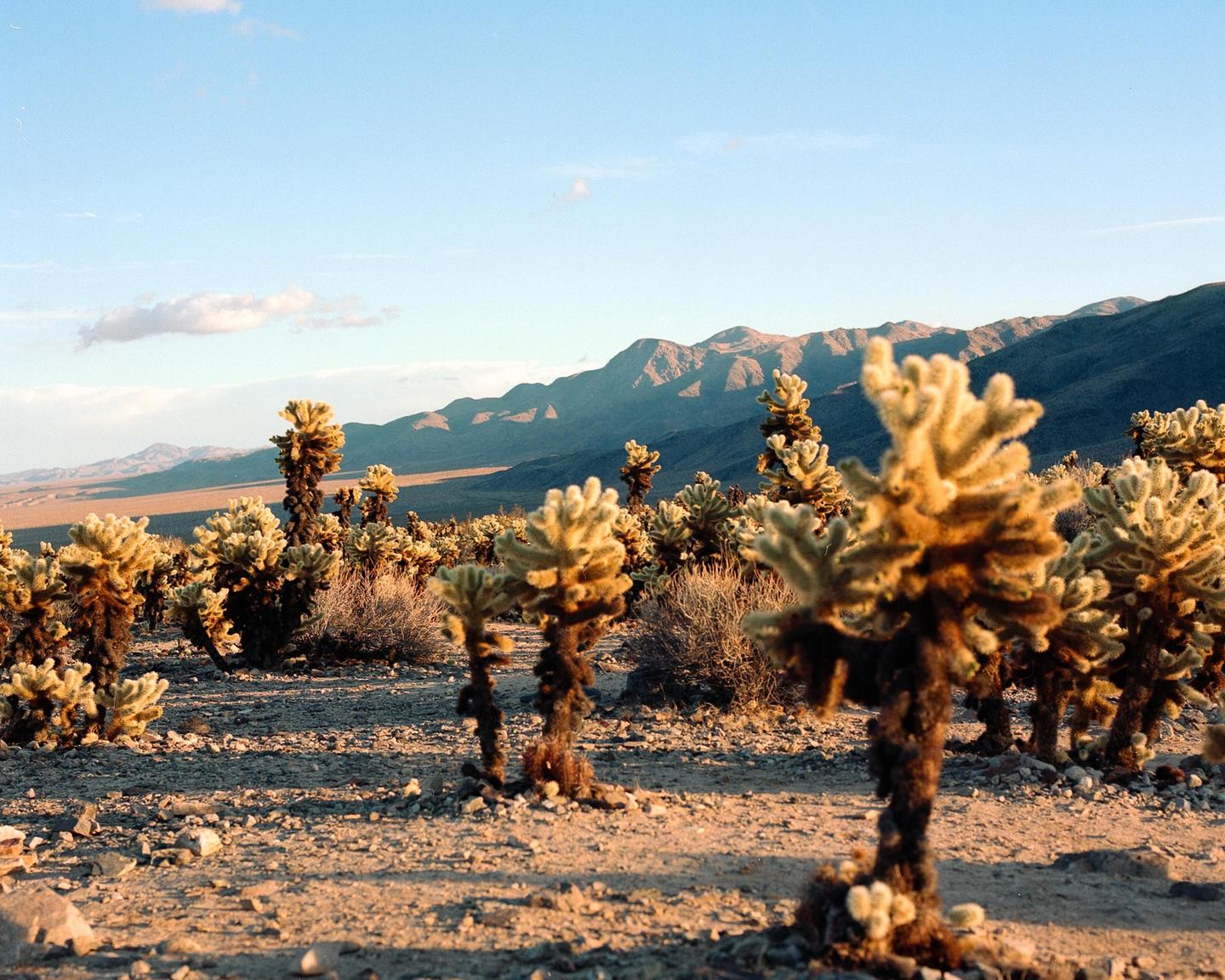 A desert landscape features many cholla cacti in the foreground and mountains in the background under a clear sky.