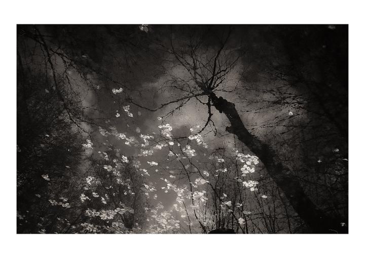 Bare trees and bright leaves are reflected in a body of water.
