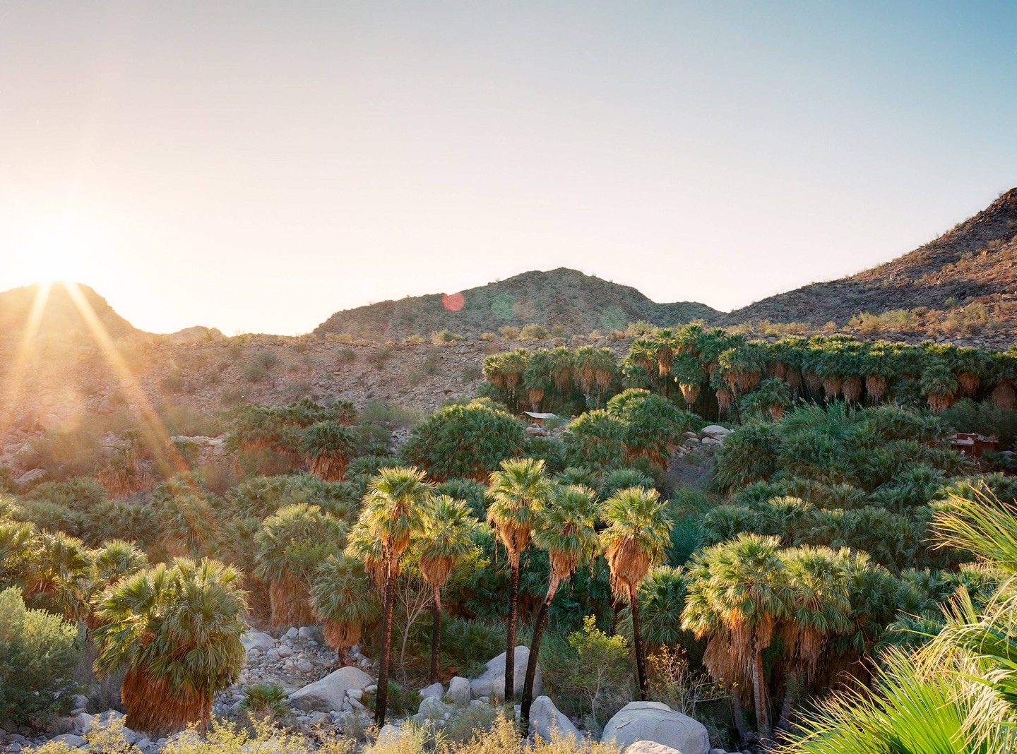 The sun shines over a desert oasis with many palm trees and mountains in the background.