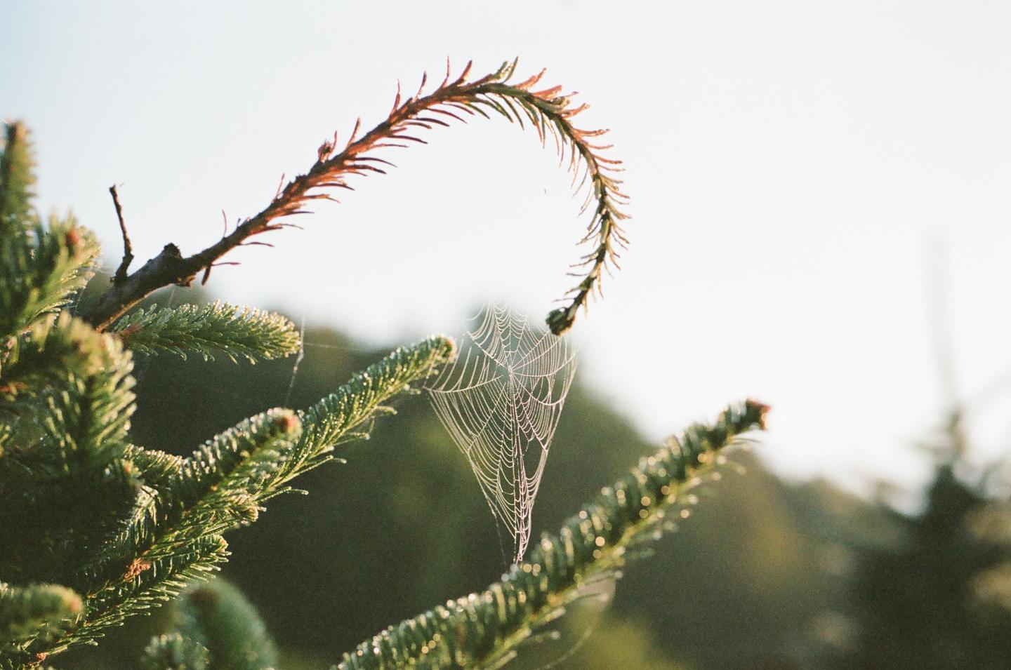 A spiderweb covered in dew hangs between two branches of a pine tree.