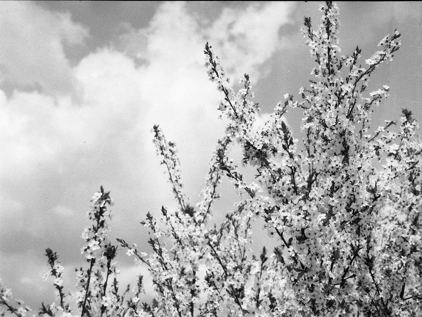 A tree with many small blossoms is set against a cloudy sky.