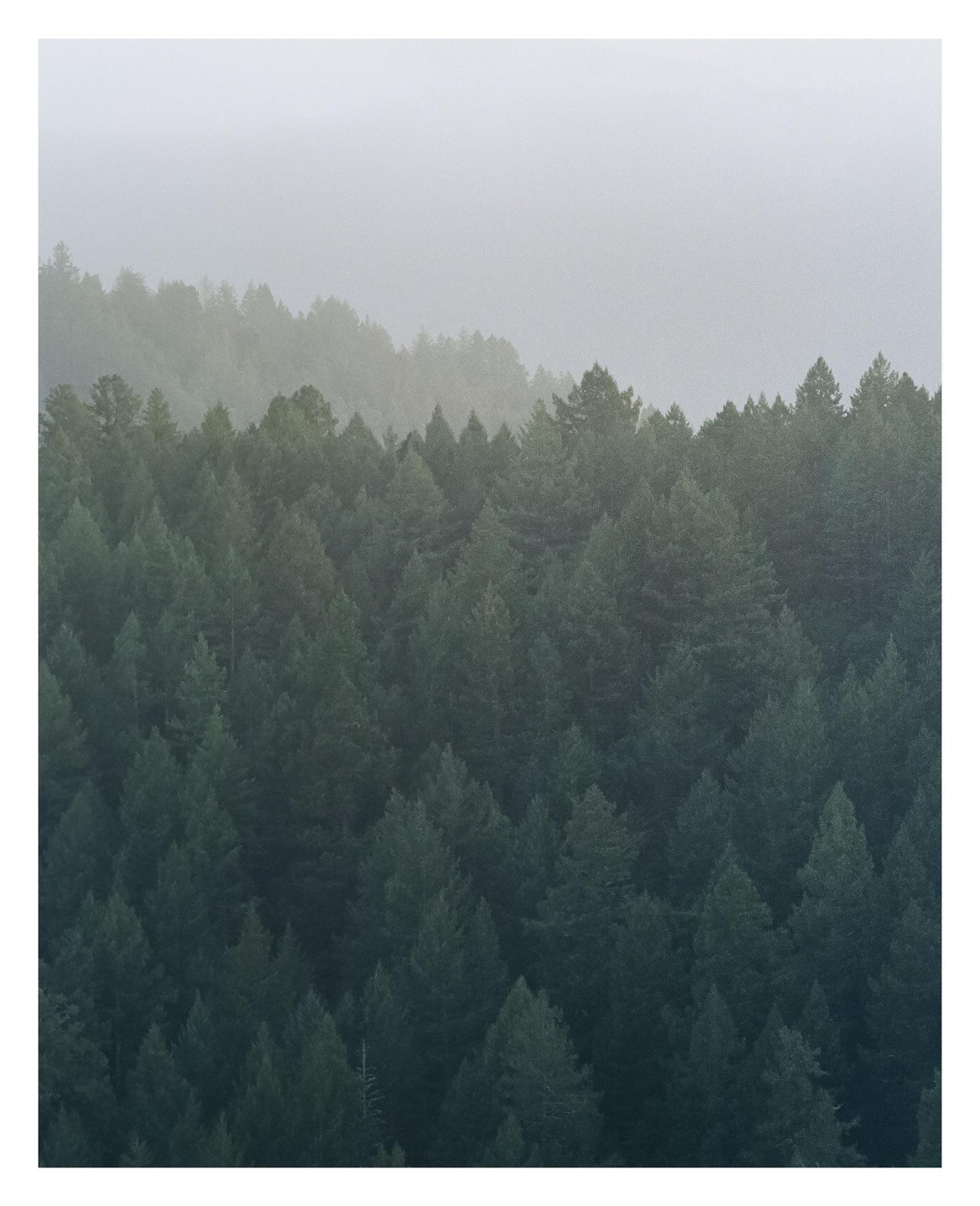 A dense forest of redwood trees is partially obscured by evening fog.