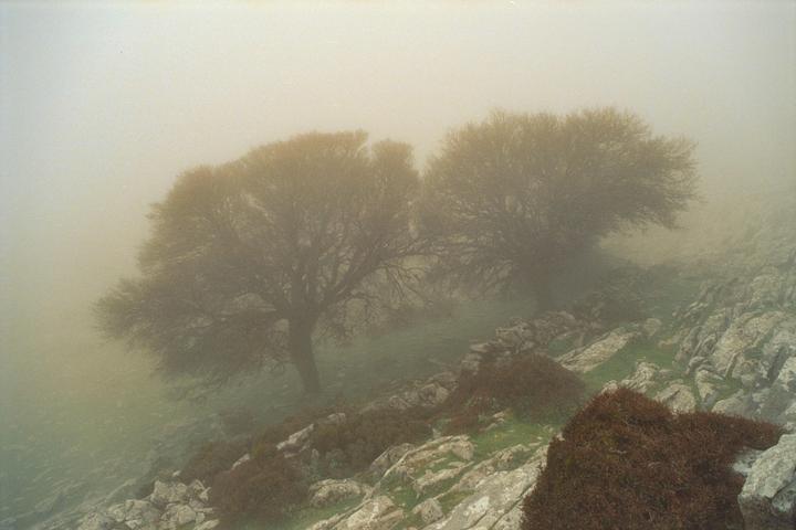 Two trees stand on a rocky, grassy hillside shrouded in fog.
