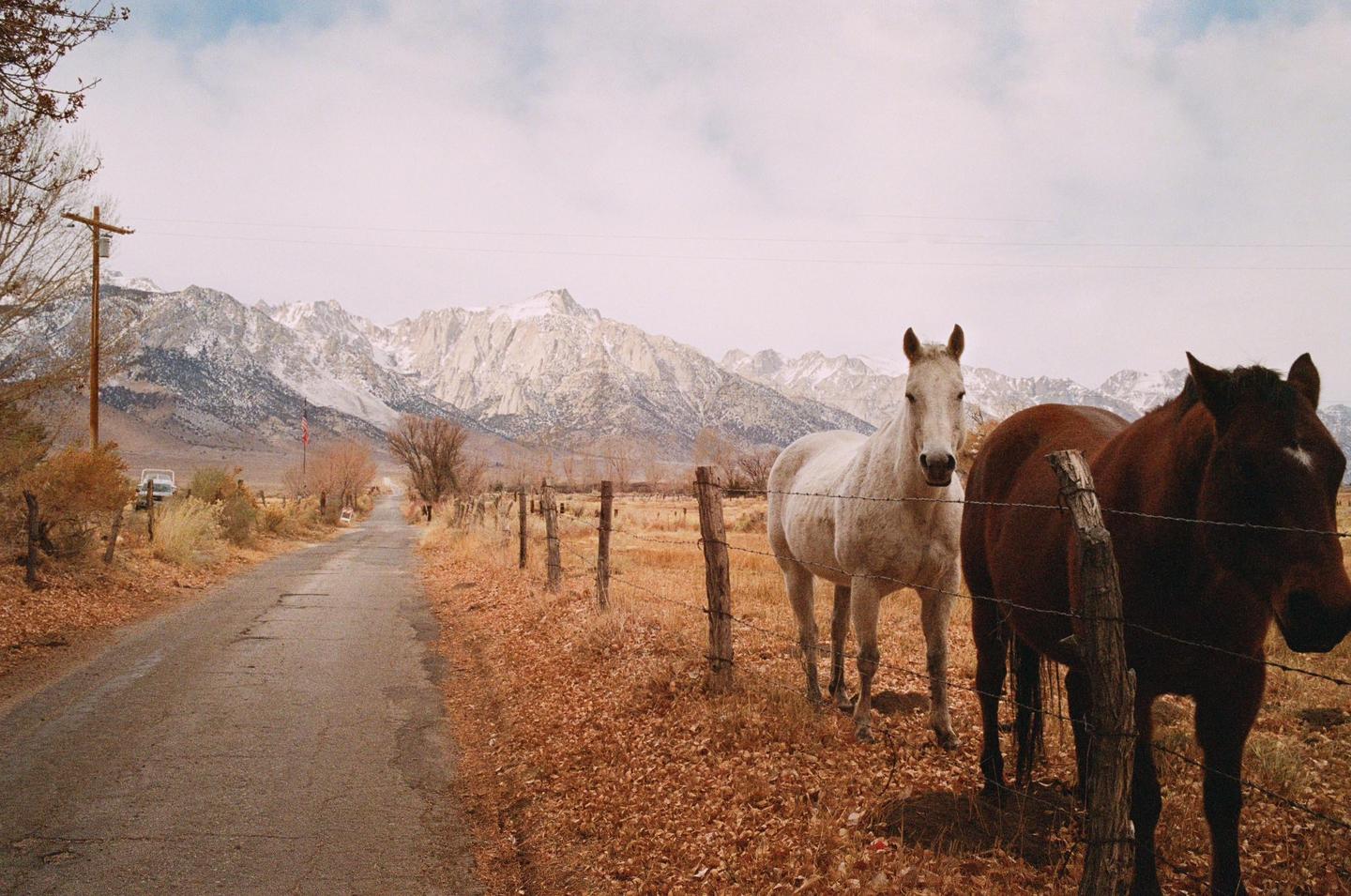Two horses stand behind a barbed wire fence next to a road with snow-capped mountains in the distance.