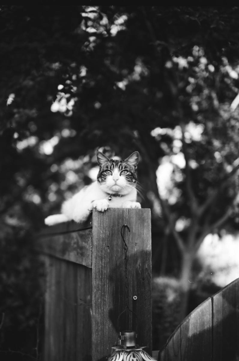 A cat with a bell collar is perched on a wooden fence post, looking directly at the viewer.