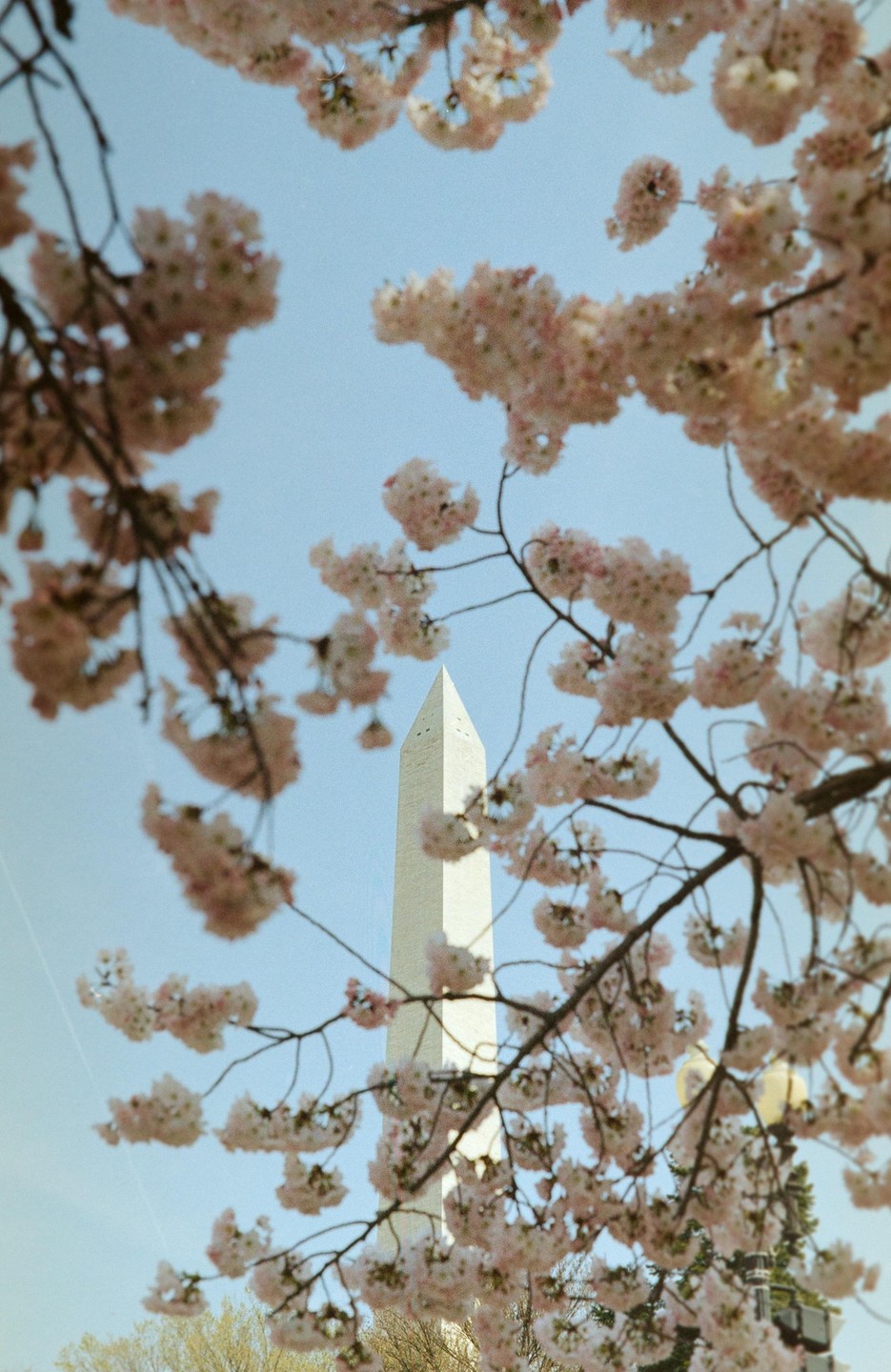 The Washington Monument is visible through branches of cherry blossoms against a clear sky.