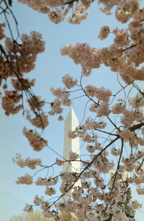 The Washington Monument is visible through branches of cherry blossoms against a clear sky.