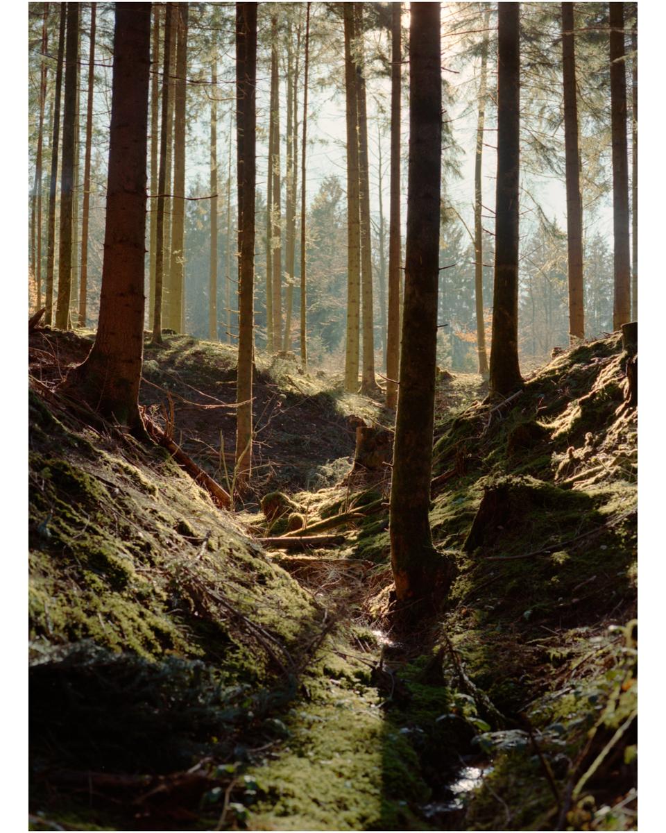 Sunlight illuminates a mossy forest floor and tall trees.