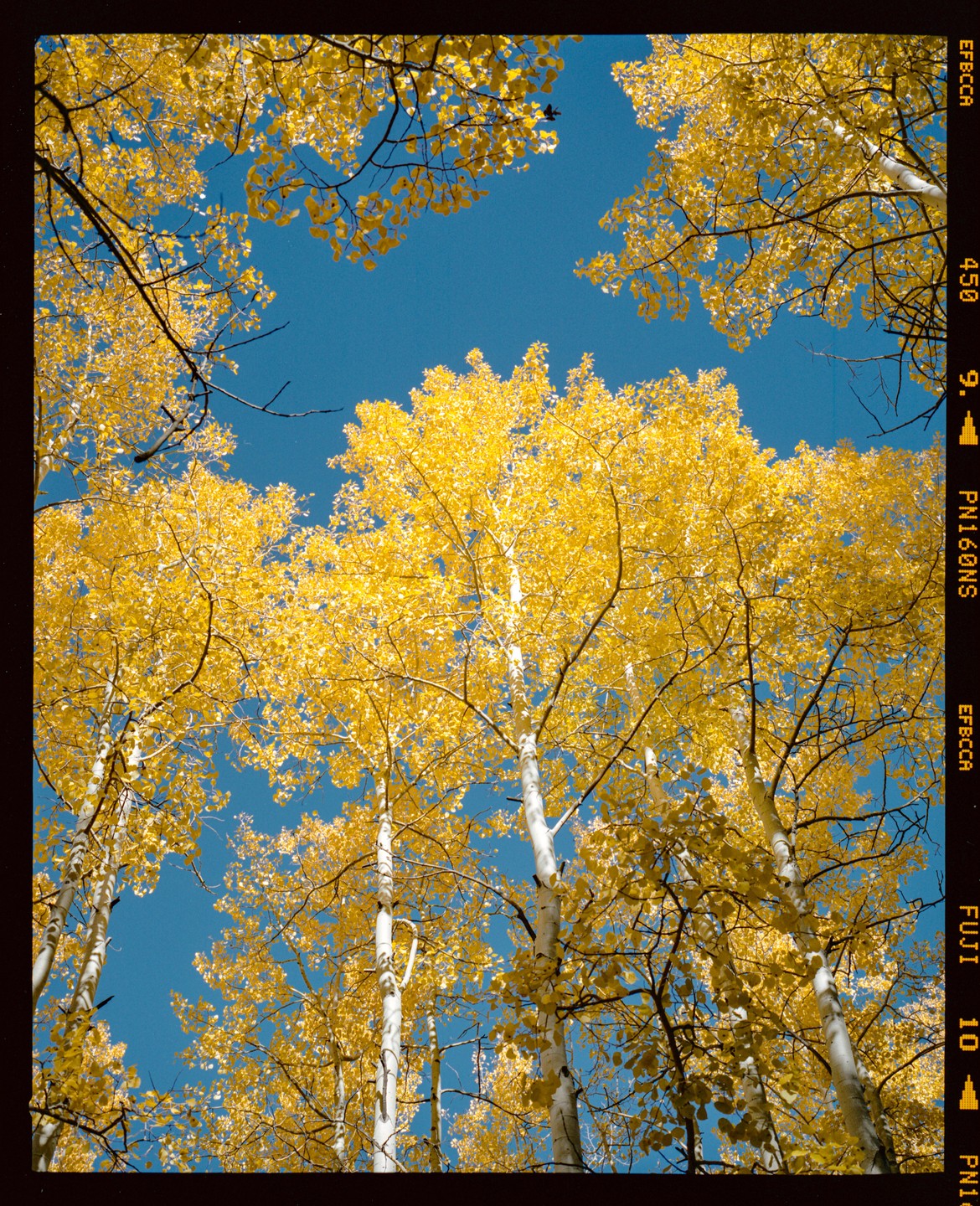 Looking up at the bright yellow leaves of aspen trees against a clear blue sky.