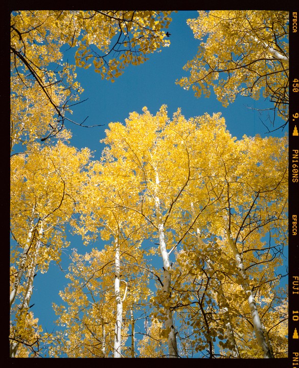 Looking up at the bright yellow leaves of aspen trees against a clear blue sky.