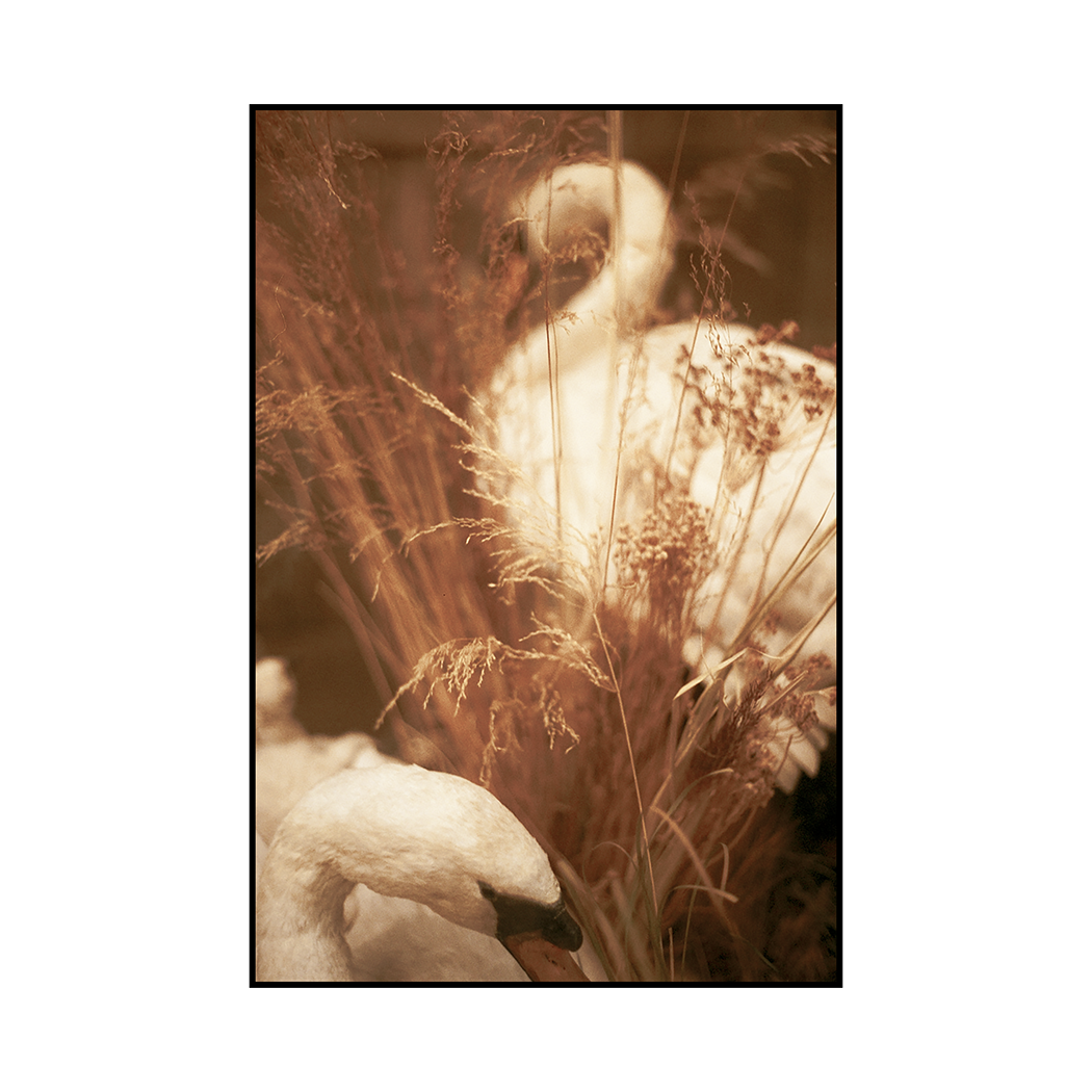 Two swans are partially obscured by tall, dry grass and reeds.