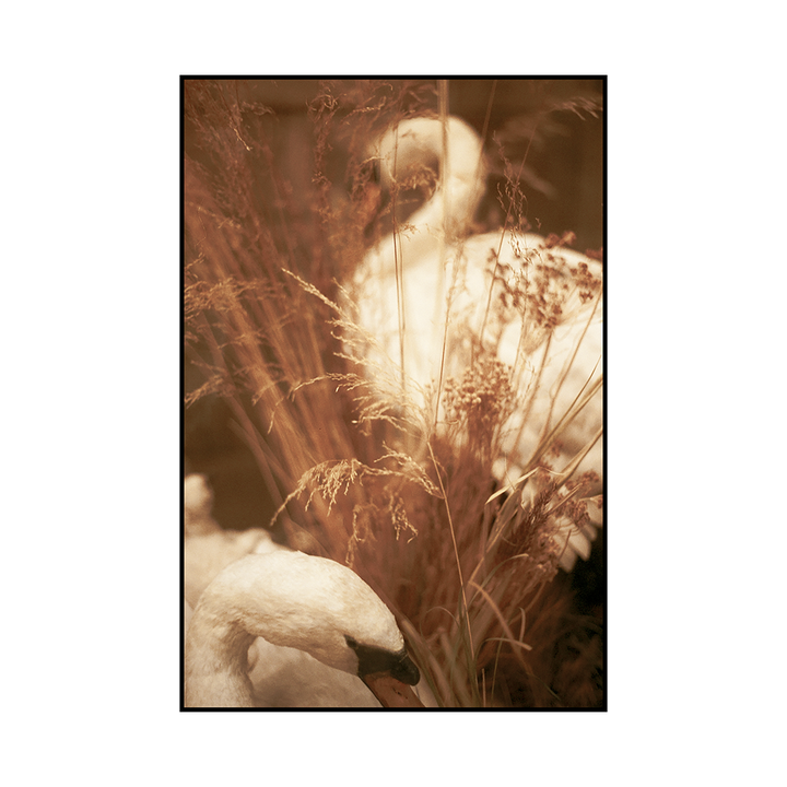 Two swans are partially obscured by tall, dry grass and reeds.