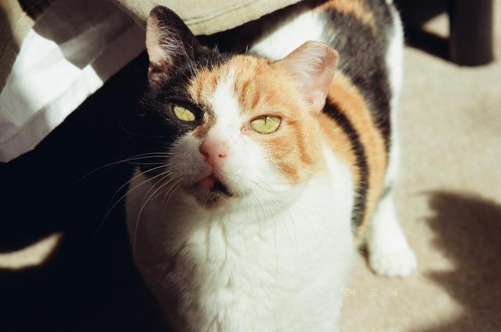 A calico cat with green eyes looks up at the viewer.